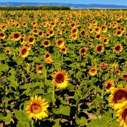 The Sunflower Sea