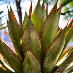 Agave