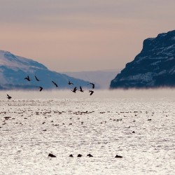 Beauty in the bitter cold - Columbia River 1