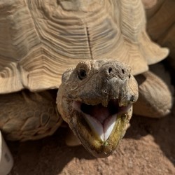 Happy Tortoise