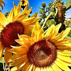 Sunflower Drama