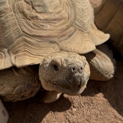 Happy Tortoise -2