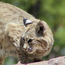 Bobcat -1