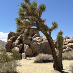 Joshua Tree -1
