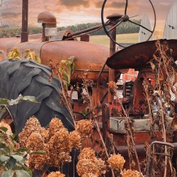 Something in the Orange. Vintage Farmall tractor