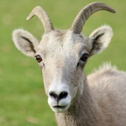 Bighorn Sheep - Heart nose ????