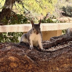 Albert’s Squirrel -2