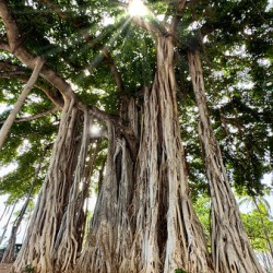 Banyan Tree