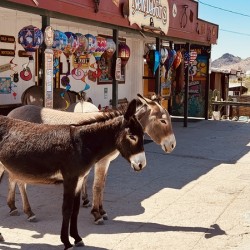 Guardians of Oatman