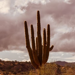 Sunlit Saguaro