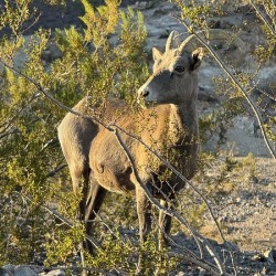 Big Horn Sheep in the golden hour