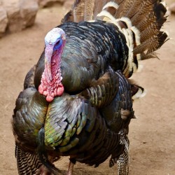Wild Turkey