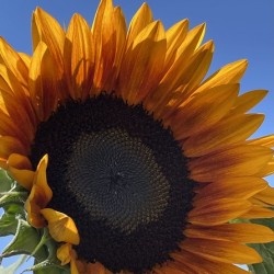 Big Sunflower