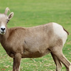 Bighorn Sheep - Nevada 3