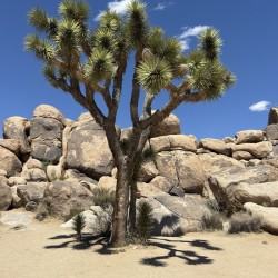Joshua Tree -2