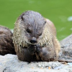 River Otter