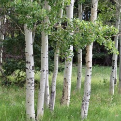 The Earth has music for those who listen. Aspens in Flagstaff