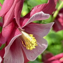 Columbine Bloom