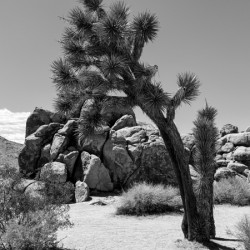 Joshua Tree