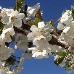 White Cherry Blossoms  -1