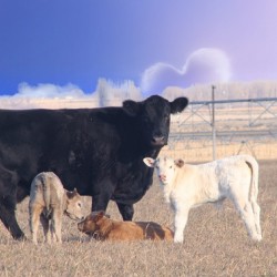 Calving Season