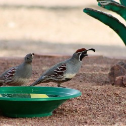 Ye Old Watering Hole