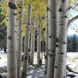 Aspens in Flagstaff