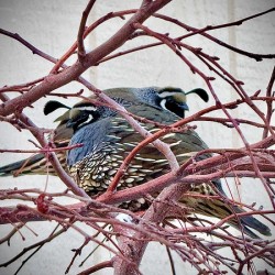 Winter Quail