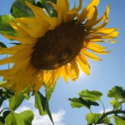 Sunflower Love