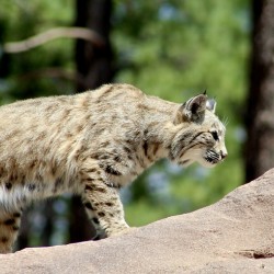 Bobcat -2
