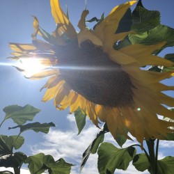 Sunflower and Sunlight