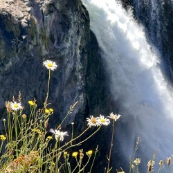 Snoqualmie falls through the Daiseys