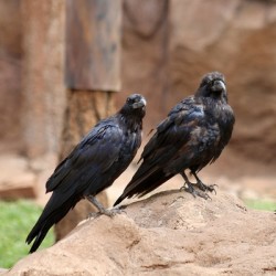 Ravens