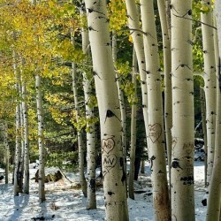 Aspens in Flagstaff -2