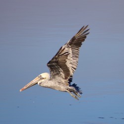 Baja Brown Pelicans -1