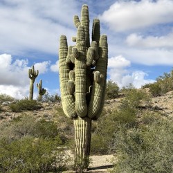 Old Man Saguaro