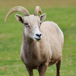 Bighorn Sheep - Nevada 1