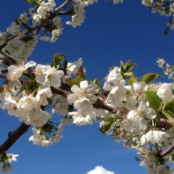 White Cherry Blossom -2