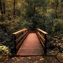 The path less traveled -vertical