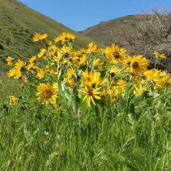 Balsam Root Wildflowers