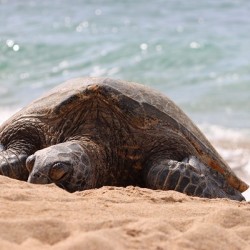 Maui Sea Turtle 2
