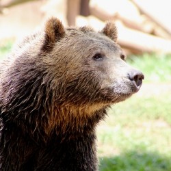 Brown Bear -2