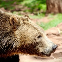 Brown Bear -1