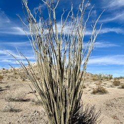 Ocotillo 