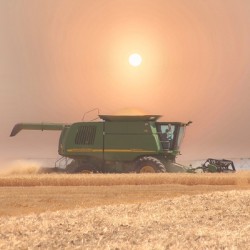 Wheat Havest Sundown