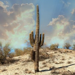 Saguaro Dream