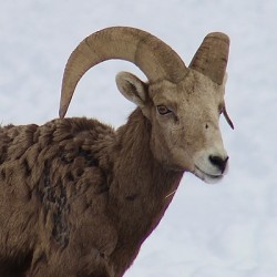Big Horn Sheep