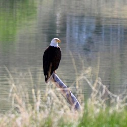 Bald Eagle on the Columbia