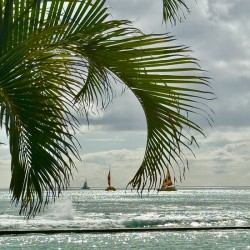 Oahu through the Palms