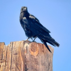 Raven - guardian of the Grand Canyon 
